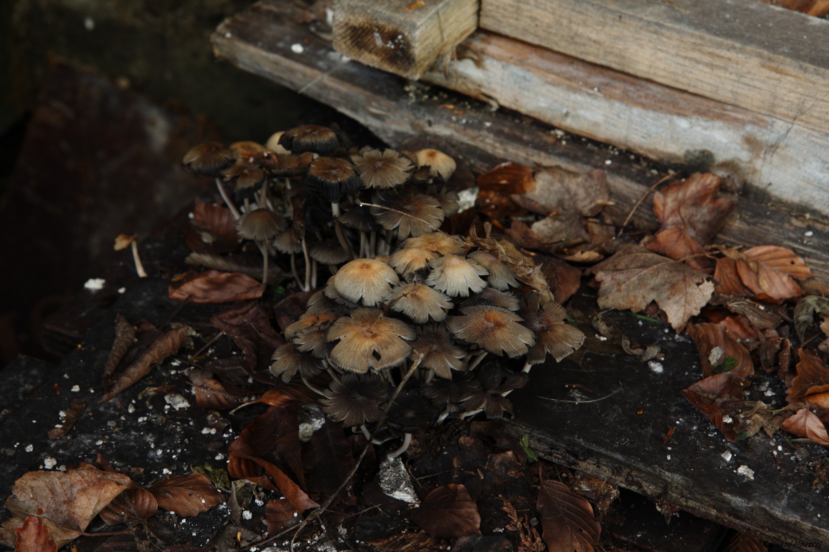 15 - Usine désaffectée BOTTA .jpg